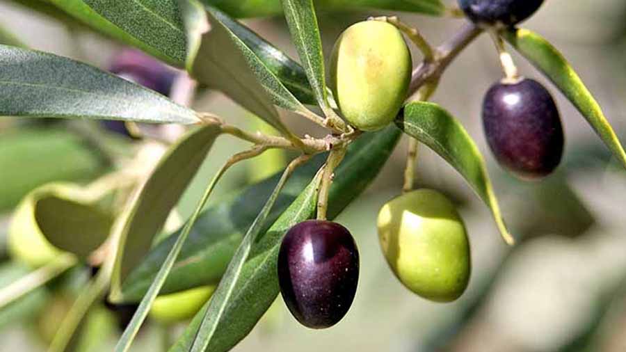 خواص زیتون برای مردان